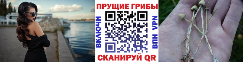 Псилоцибиновые грибы GOLDEN TEACHER  Полевской 